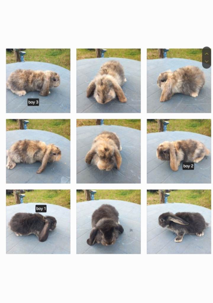Pure bred French lop rabbits