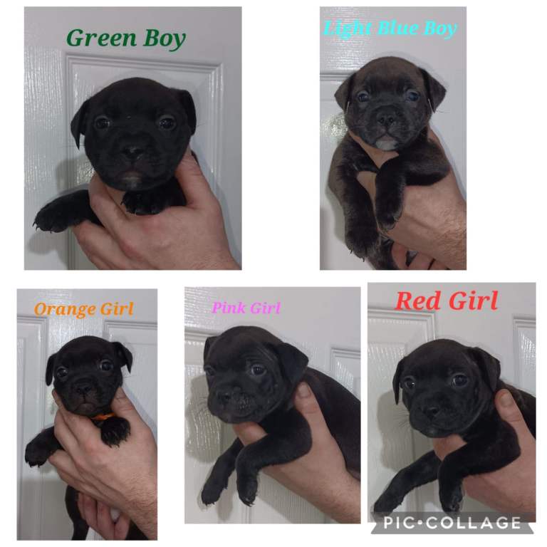 Stunning kc reg sbt’s