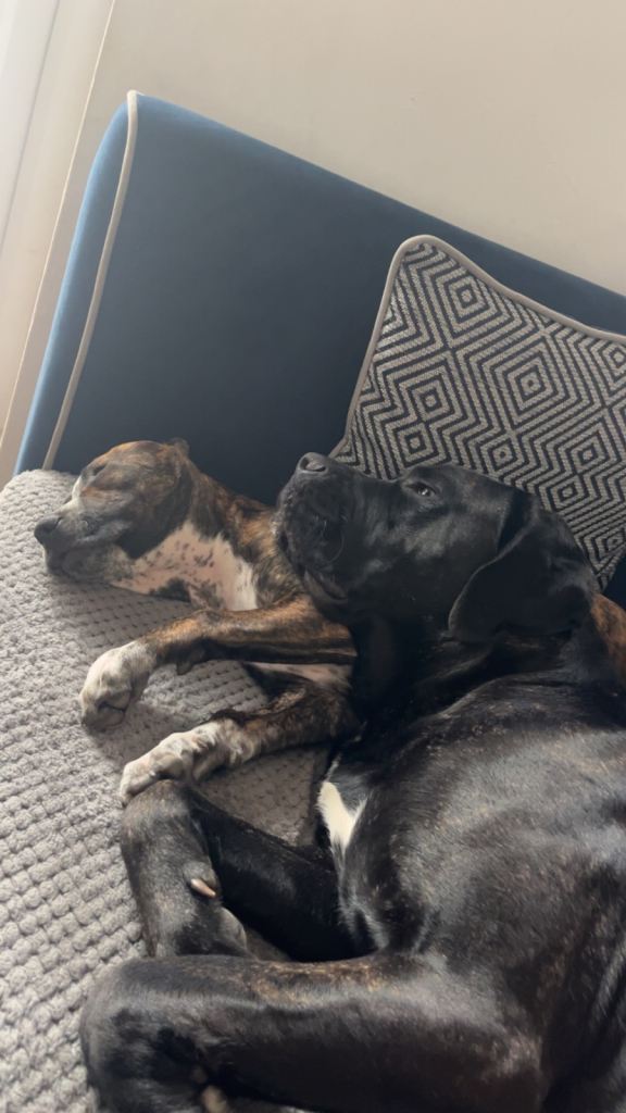 Male puppy 