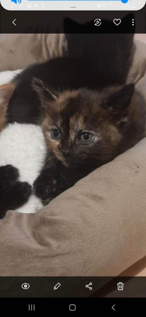 Girl kittens