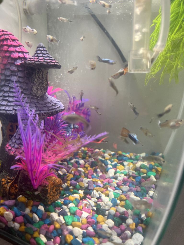 Guppy Fish Young 6 months colour blue and fin Ornage.