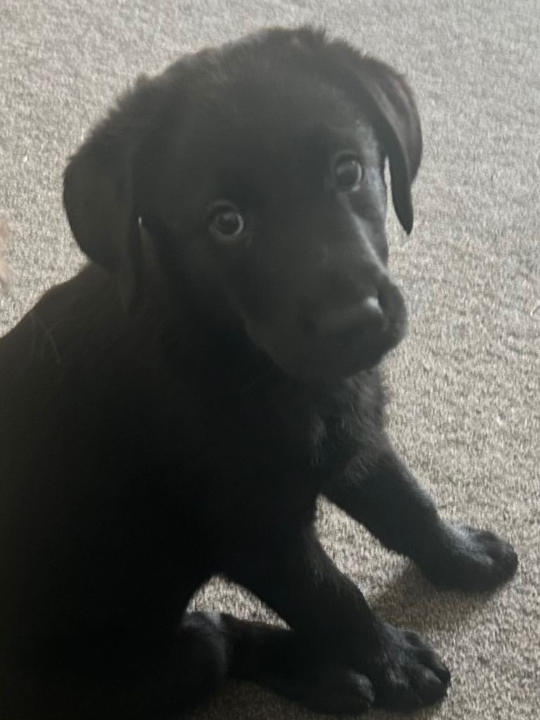 German shepherd x Labrador READY NOW