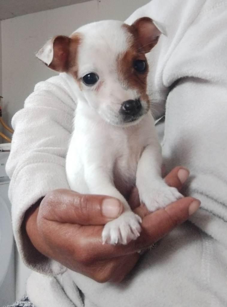 Mini jack Russell puppies 