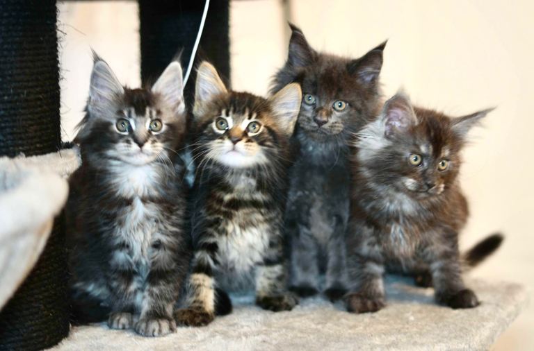 image for 5 Gorgeous Maine Coon Kittens – Fully Vet-Checked