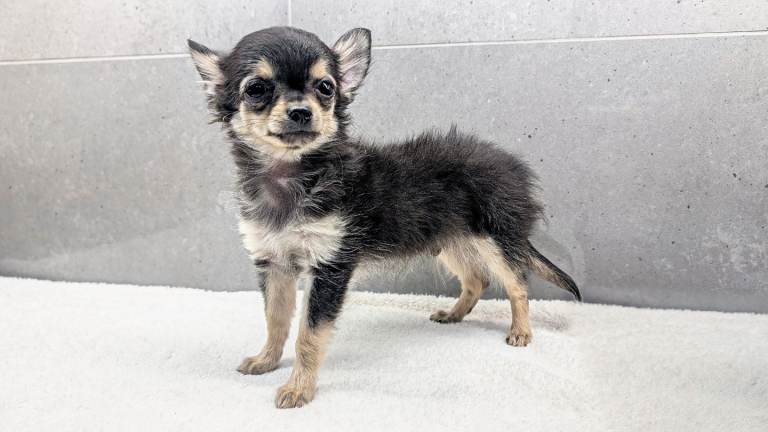 Kennel Club KC Long Coat Chihuahua Boy, Black & Tan, Ready Now