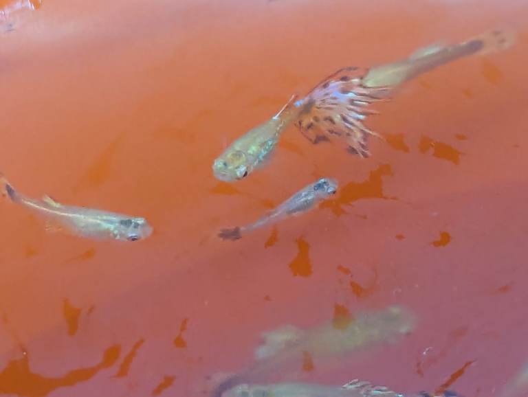 FREE Guppies for freshwater aquariums 