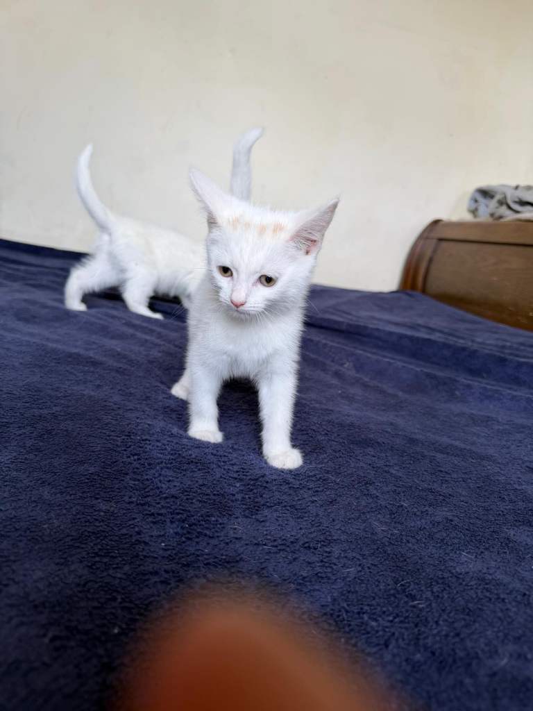 Kittens