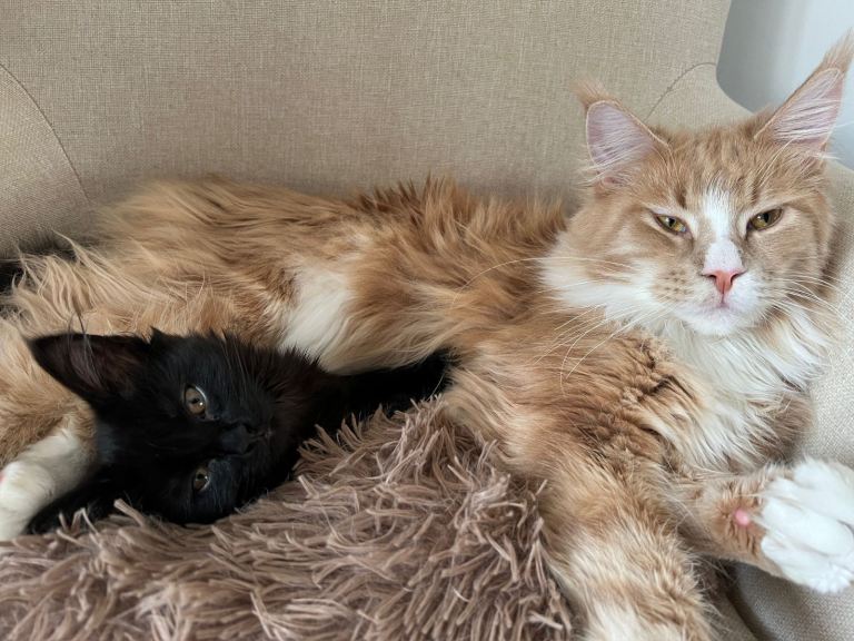 Maine coon & Ragamuffin for sale