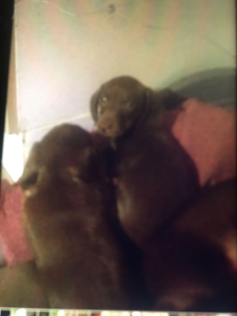 Three Handsome puppies For Sale,,