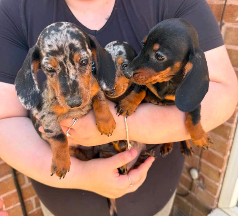 Dachshunds boys&girls!!