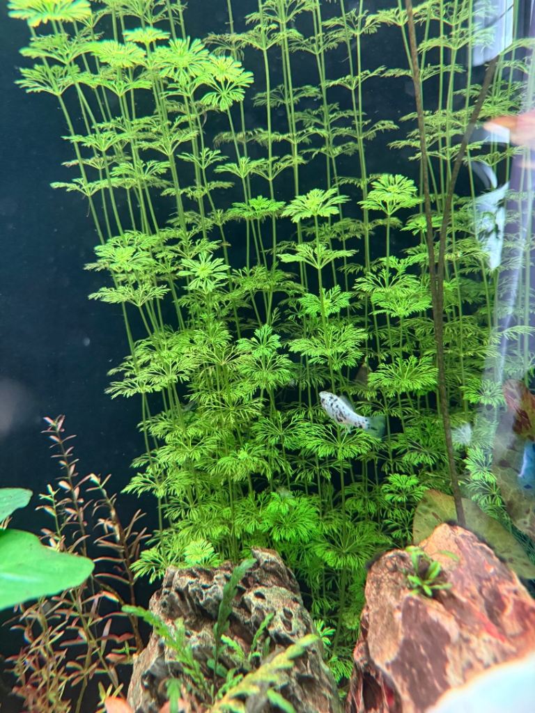 Aquarium plant Tropica Limnophila sessiliflora - 8 stems