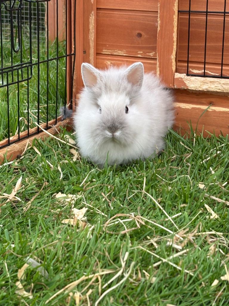 Lionhead rabbits - double maned
