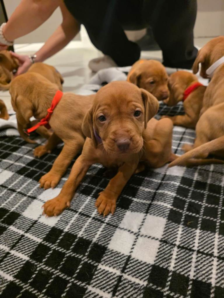 Beautiful Hungarian Vizsla Puppies Looking for Their Forever Homes! 