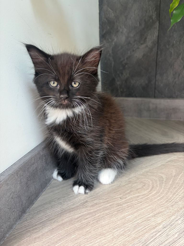 Black and white male kitten