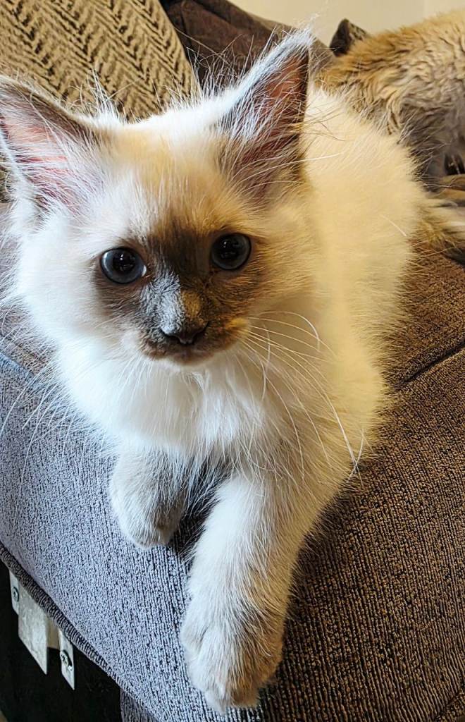 Pure Ragdoll cat kitten girl looking for her forever home 