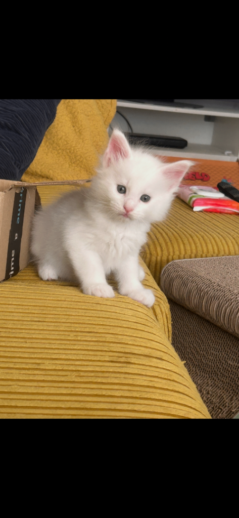 Maine coon kittens