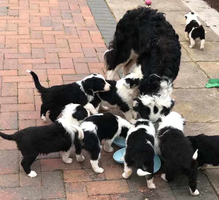 Boarder collie pups