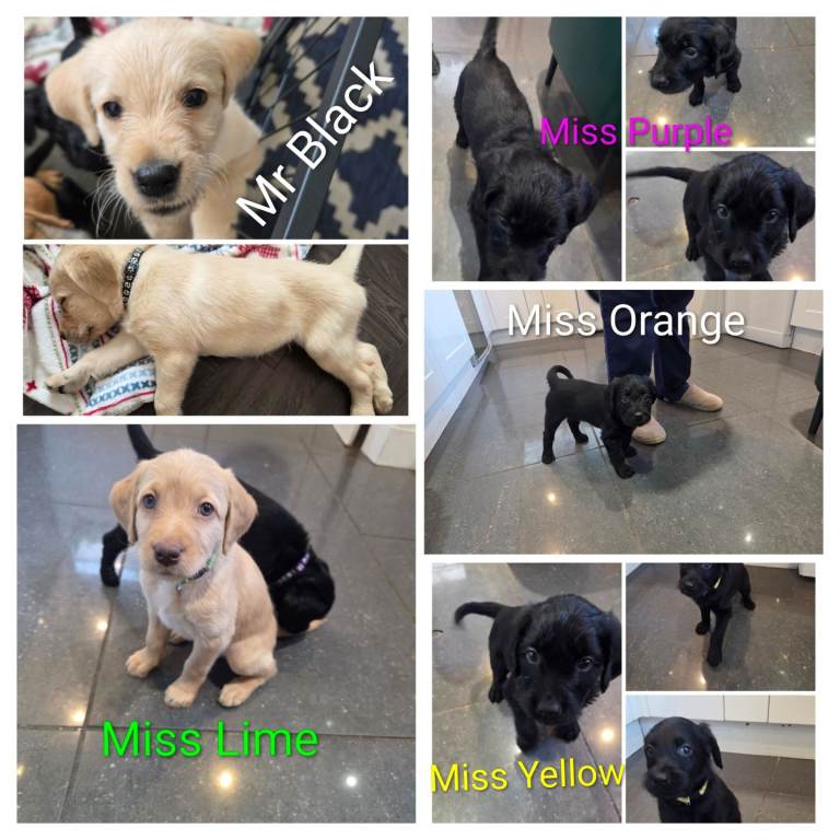 Final Five -Labrodoodle Puppies for sale