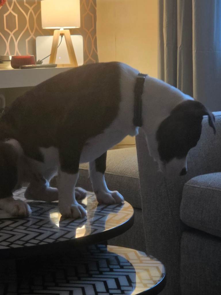 5 months old puppy 