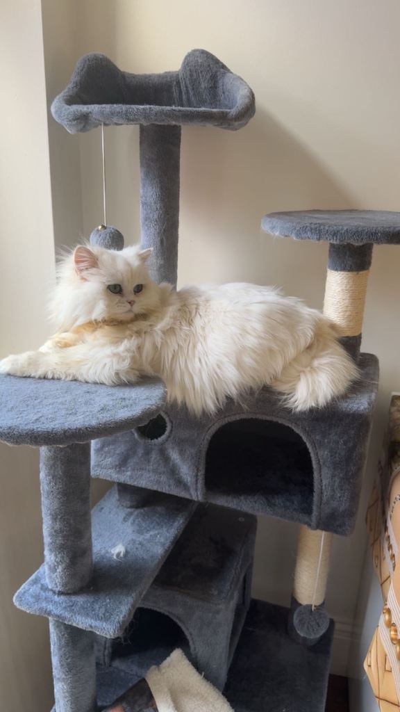 PURE WHITE BRITISH LONG HAIR FOR SALE (RARE) NOW £1100