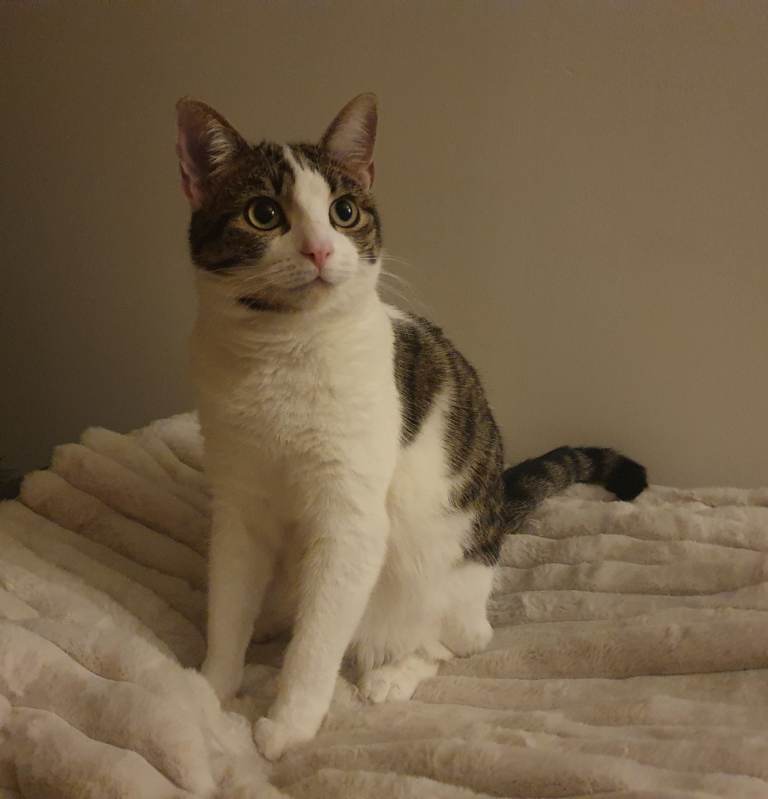 Beautiful 12 month old female kitten.  