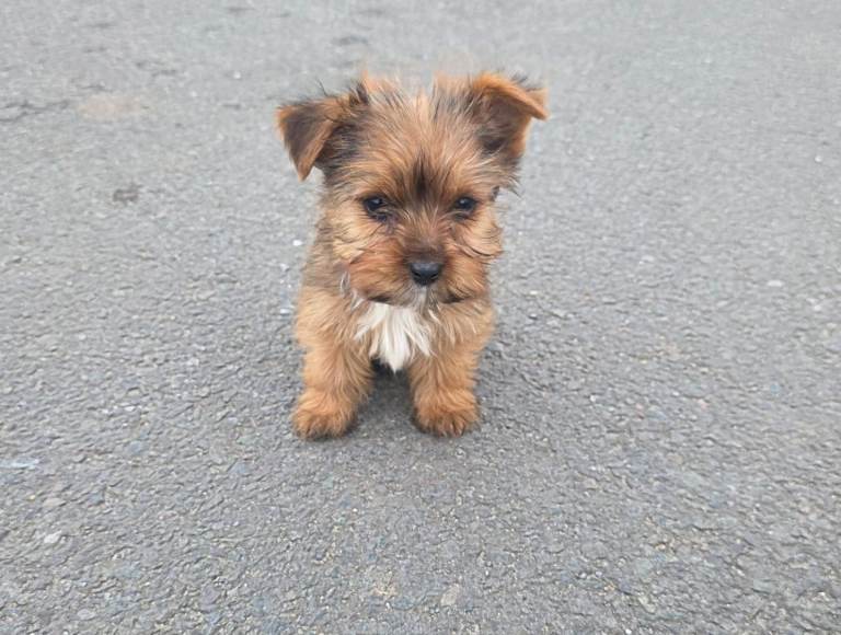 Yorkshire terrier puppies 