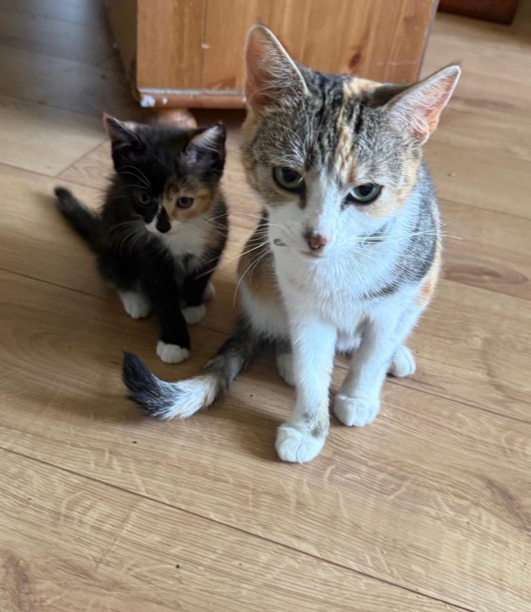 Lovely kittens