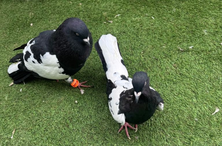 Afghan pigeons for sale