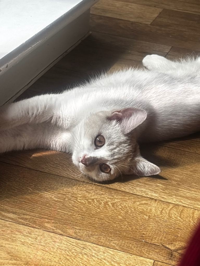 Bella 🤍 kitten