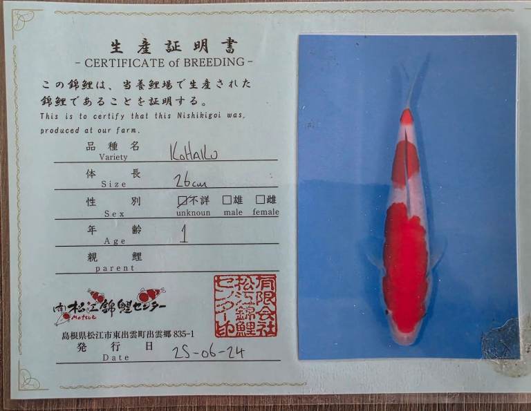 HQ Japanese koi for Sale Gosport