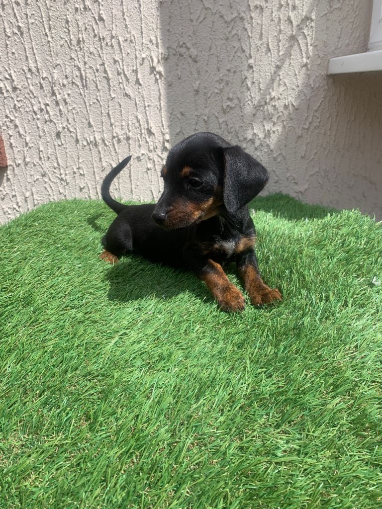 Dachshund Puppy’s For Sale