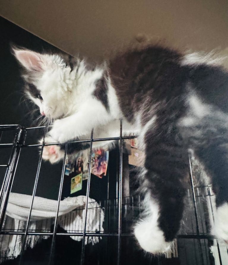 Maine Coon X Domestic Short kittens for sale 🐾