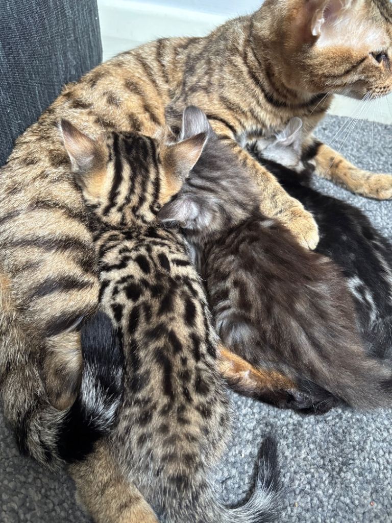 Bengal kitten 