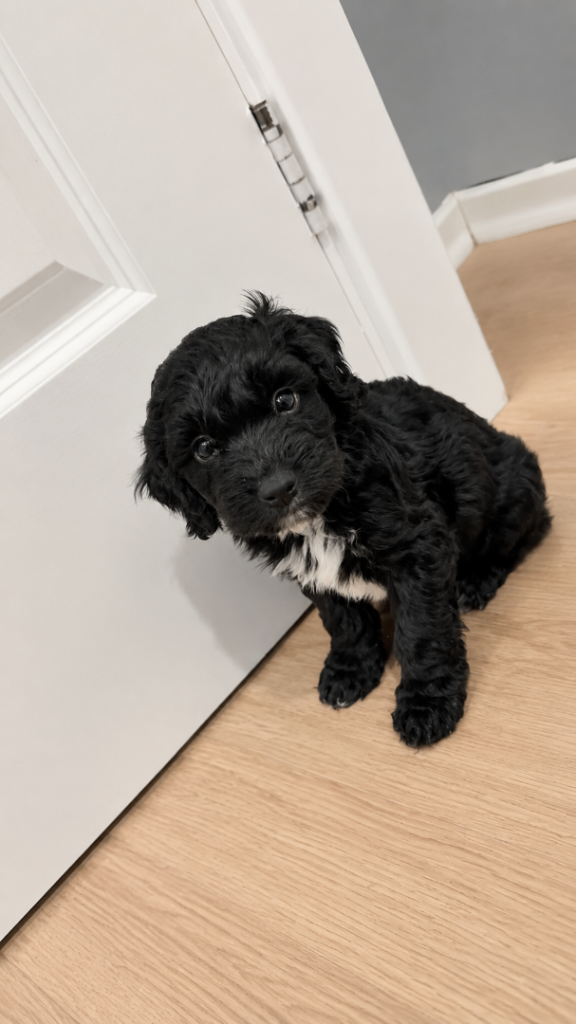 Last beautiful cockapoo puppies🏡