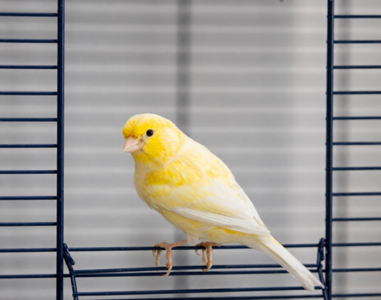 Canary quick sale