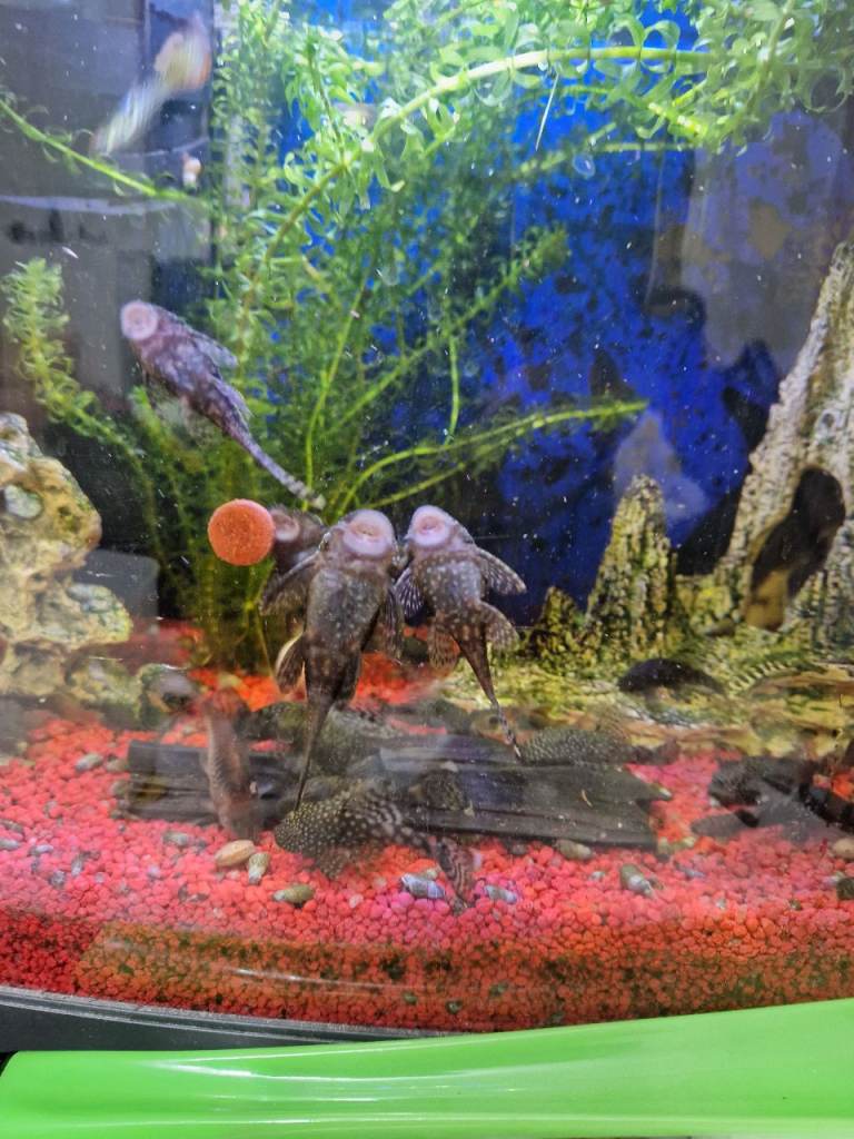 Bristlenose Pleco  and Guppy Aquarium Fish