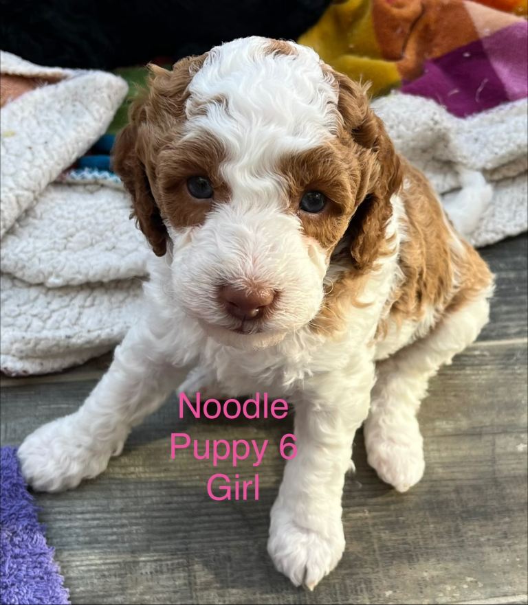 🔥 F1b Cockapoo Puppies – Parti Colours – Ready Mid-May – Health Checked & Family Raised