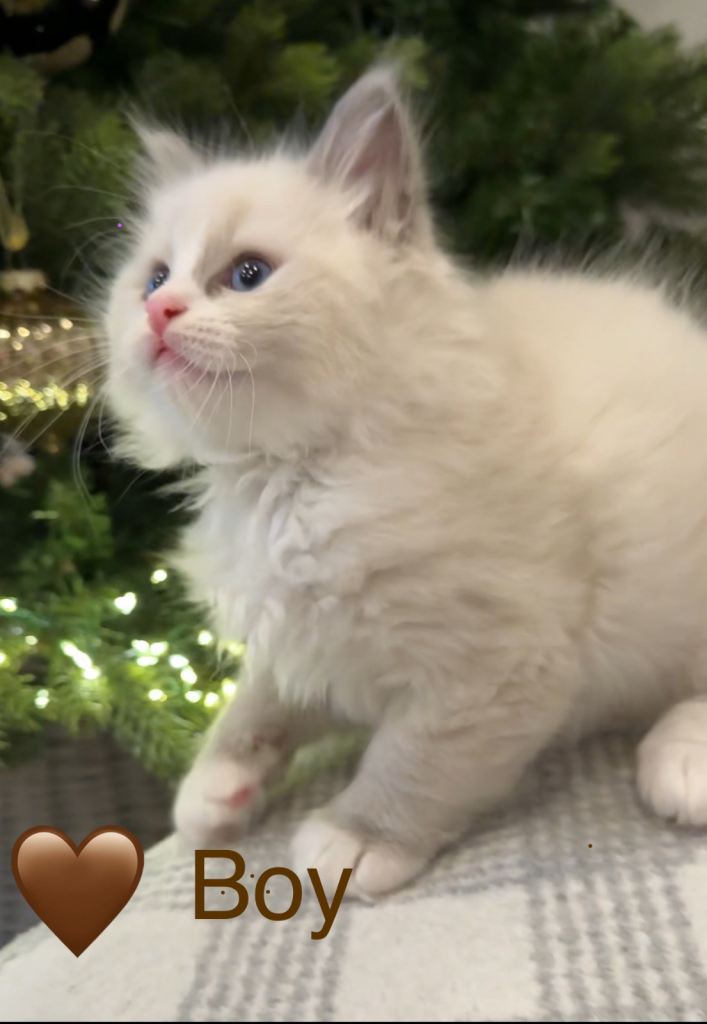 💎🐾Beautiful Ragdoll Boy Kittens🐾 💎
