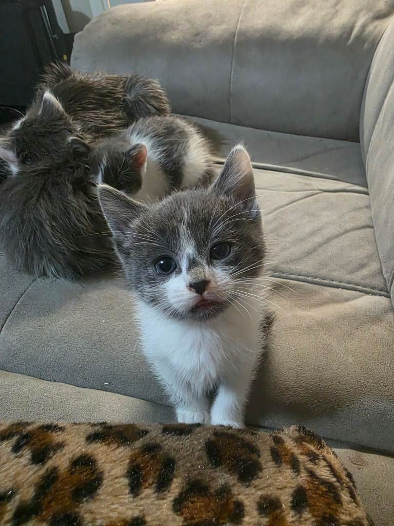 Rag x Persian Kittens 