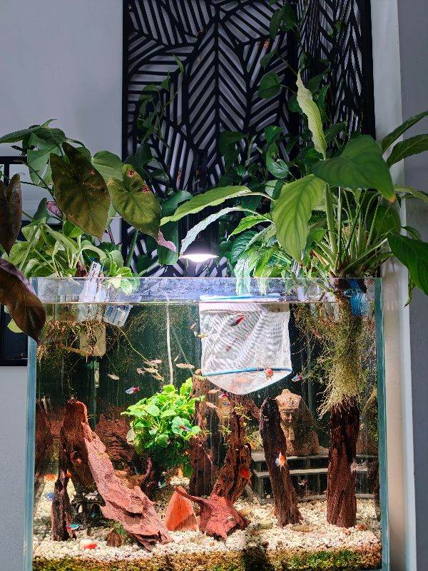 Fish tank and fish for sale 