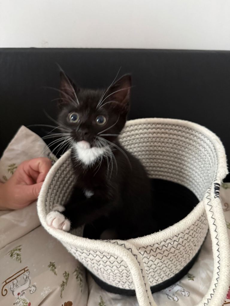 Black and white girl kitten 