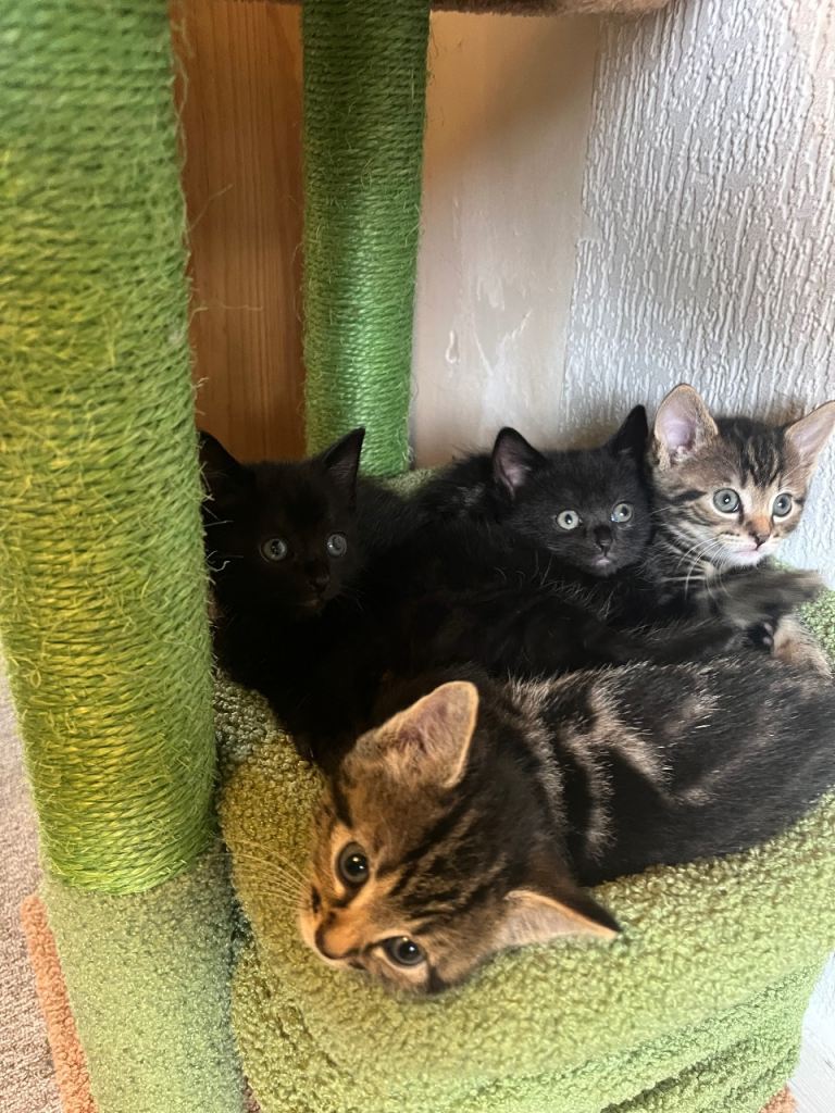 6-week-old kittens for sale