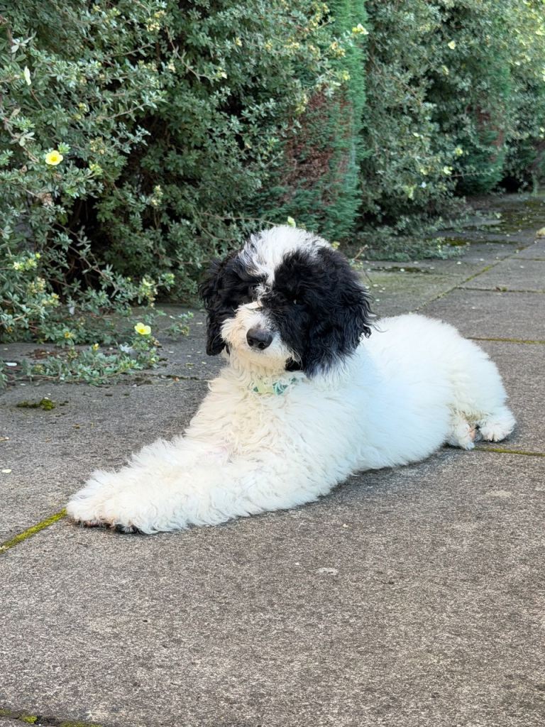 Toy Poodle × Spoodle Puppy