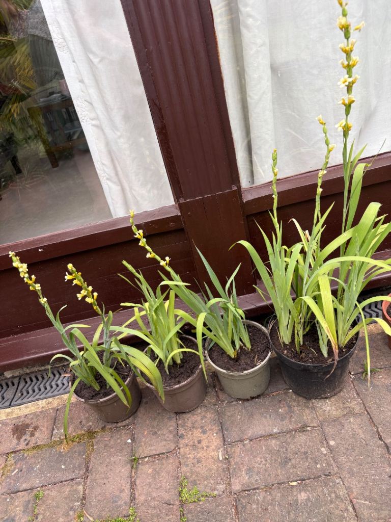 Garden plants – Pale Yellow-Eyed Grass (Sisyrinchium striatum) £6 each.Fulham