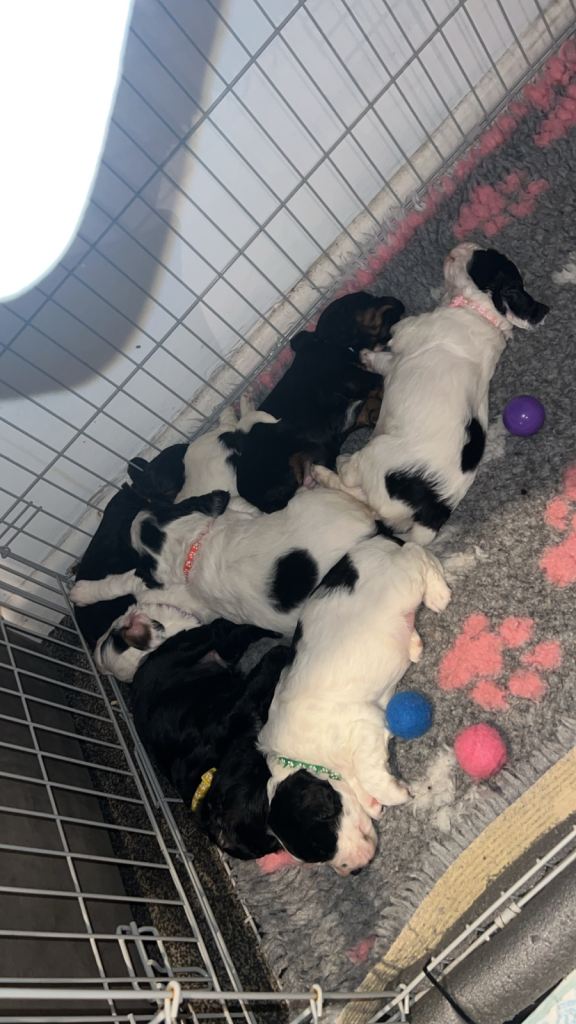 Last three girls from my litter looking for home 