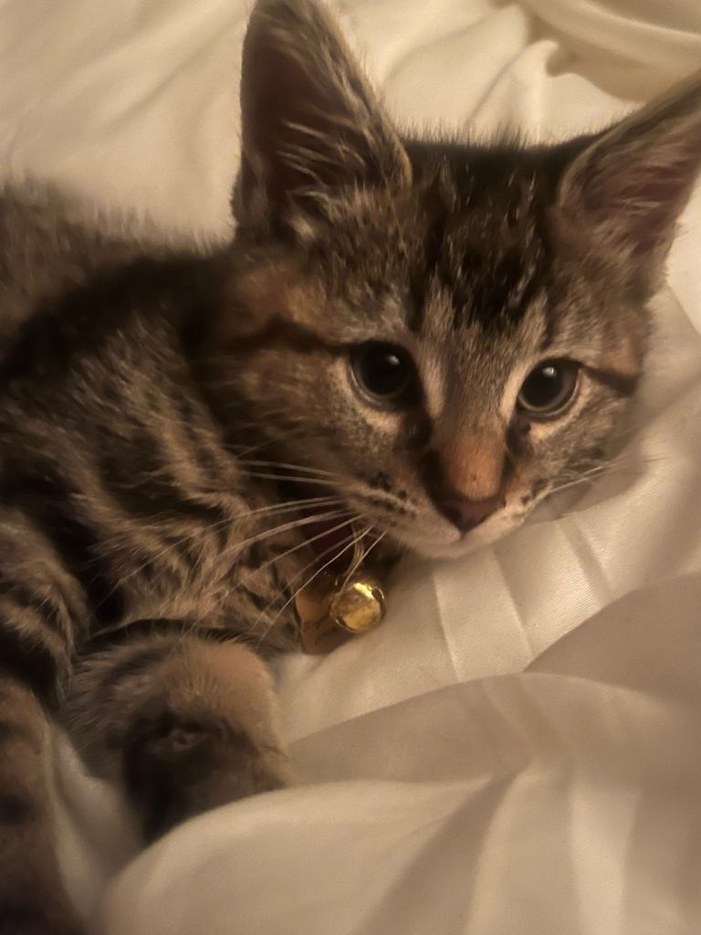 Adorable Tri-Colour Kitten Looking for a Loving Home