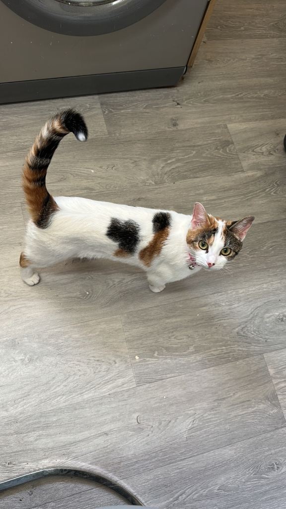 Mostly white Female kitten 