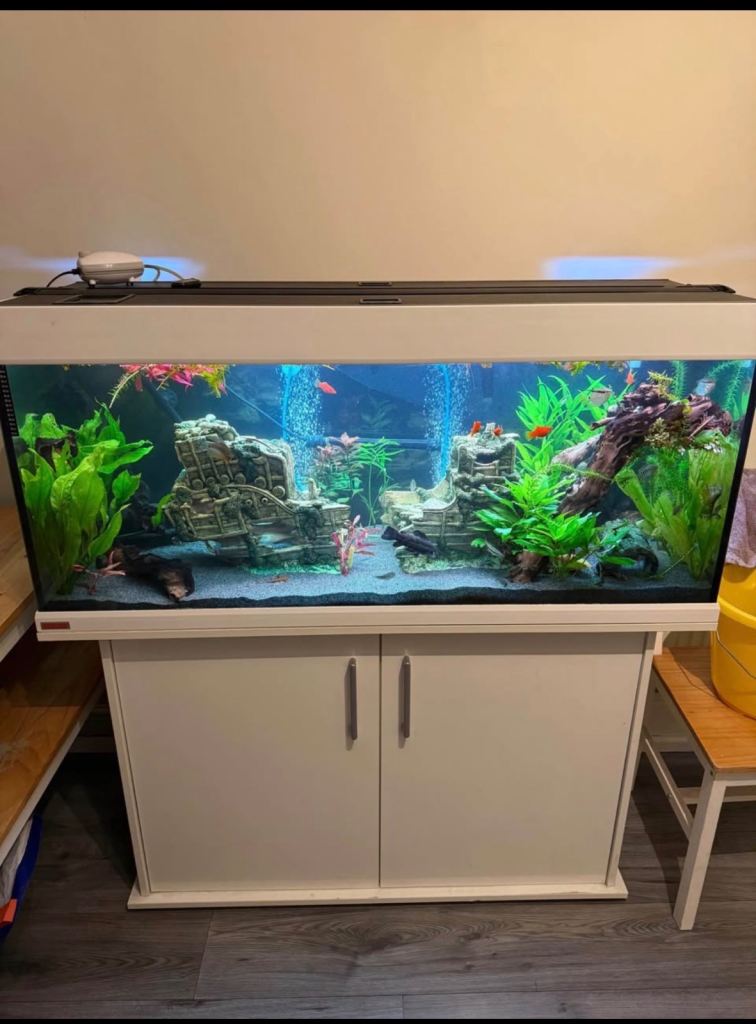 EHEIM 240L (4ft) Fish Tank & Cabinet + iQuatics T5 Light
