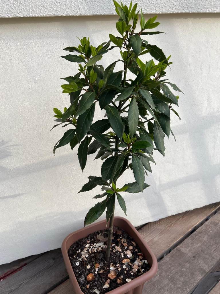 Bay Leaf tree plant Laurus Nobilis 1.30 metre high, in a big nice pot.