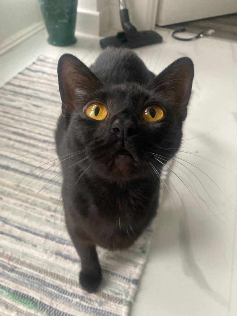 Female cat orange eye